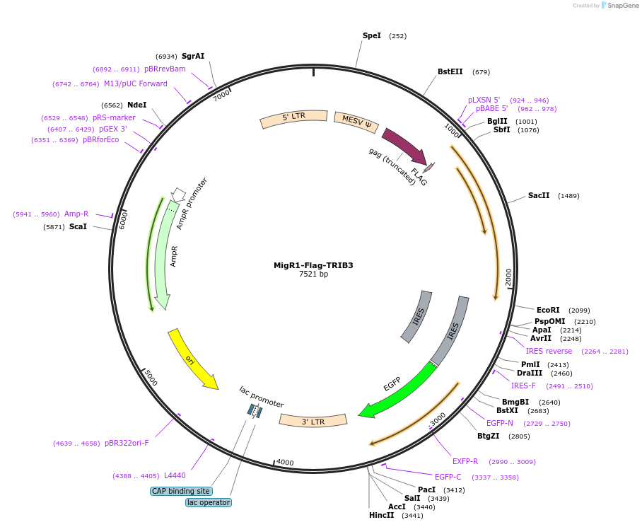 131159-plasmid-map-sequence-id-255657
