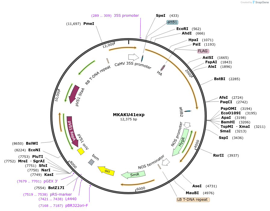131015-plasmid-map-sequence-id-255670