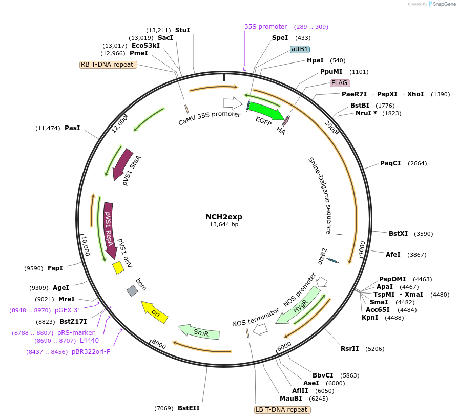 131019-plasmid-map-sequence-id-255672