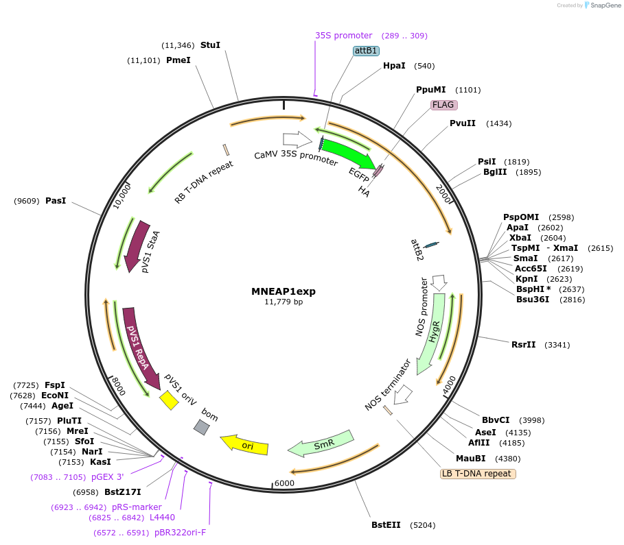 131021-plasmid-map-sequence-id-255673