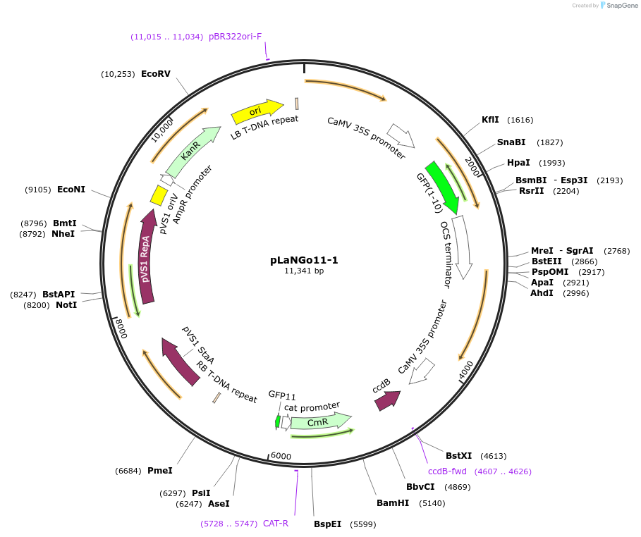 126053-plasmid-map-sequence-id-255676