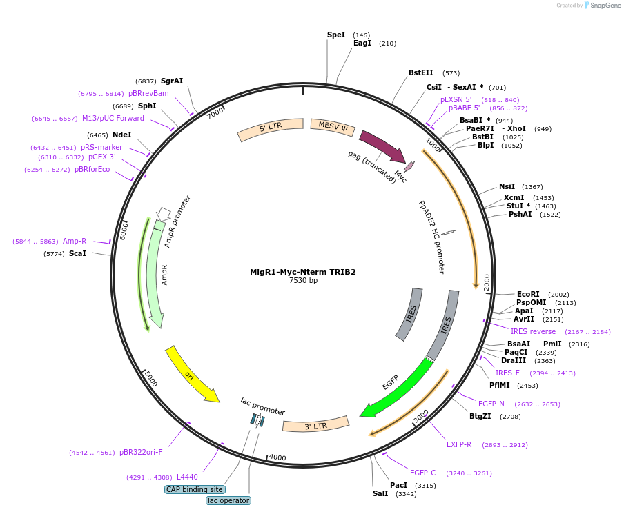 131153-plasmid-map-sequence-id-255680