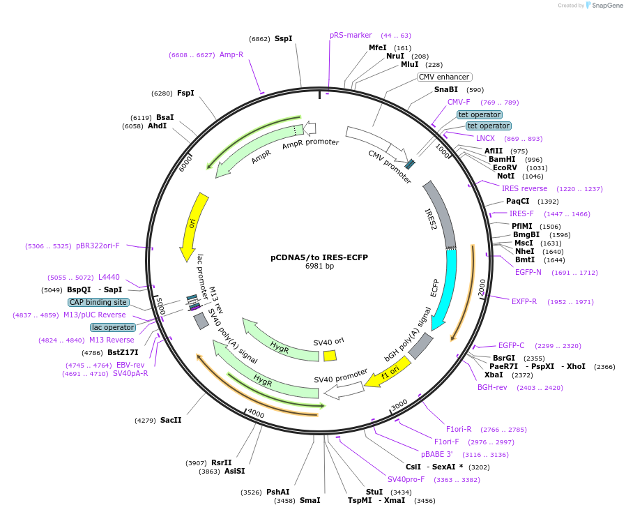 126877-plasmid-map-sequence-id-255681