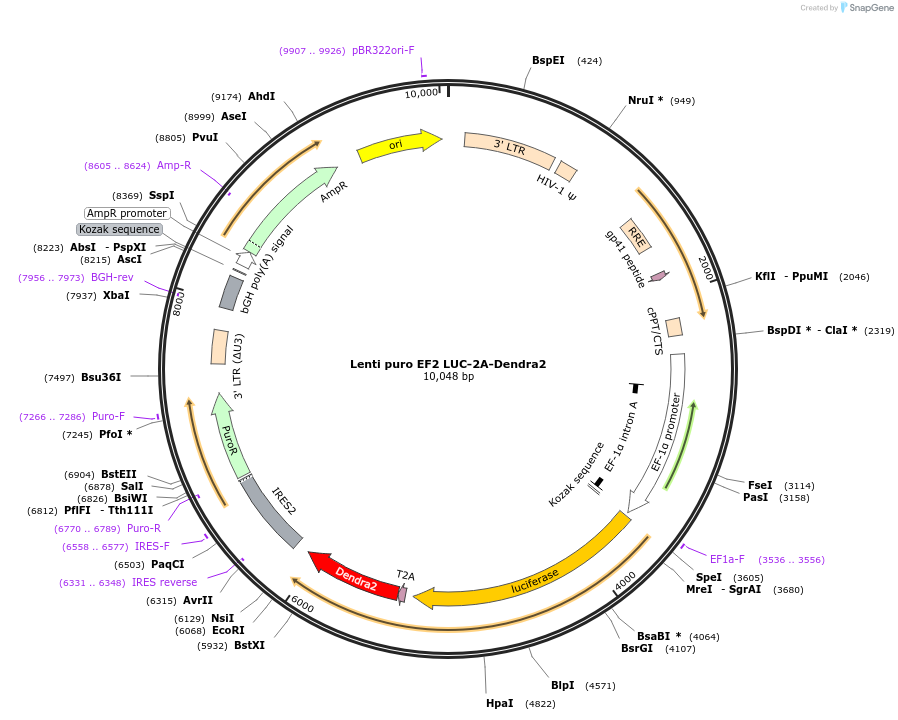 129427-plasmid-map-sequence-id-255690