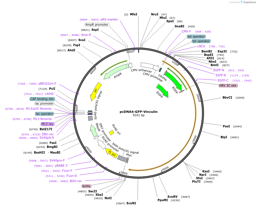 107153-plasmid-map-sequence-id-255703
