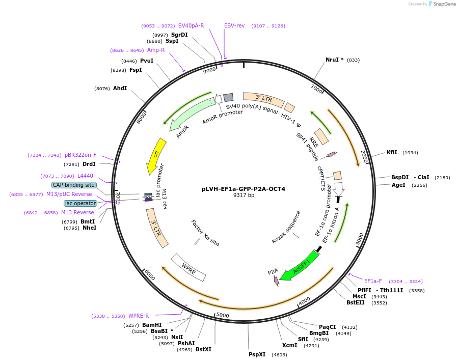 130692-plasmid-map-sequence-id-255727