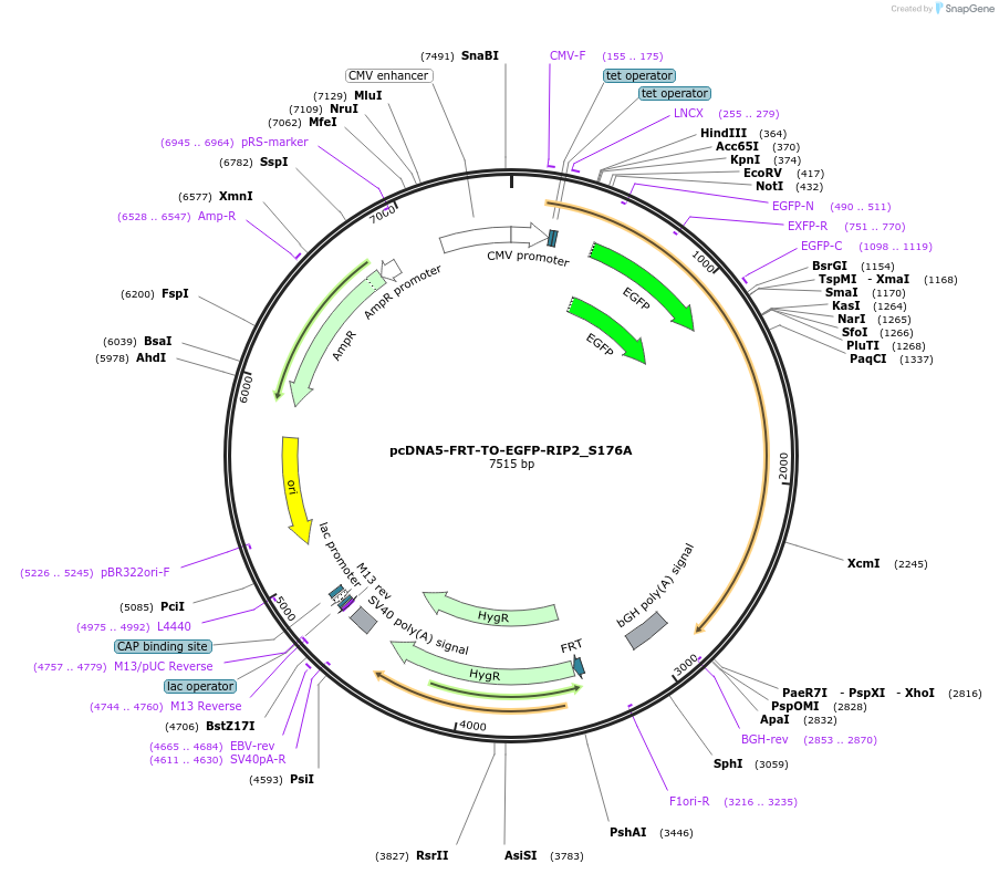 131202-plasmid-map-sequence-id-255733