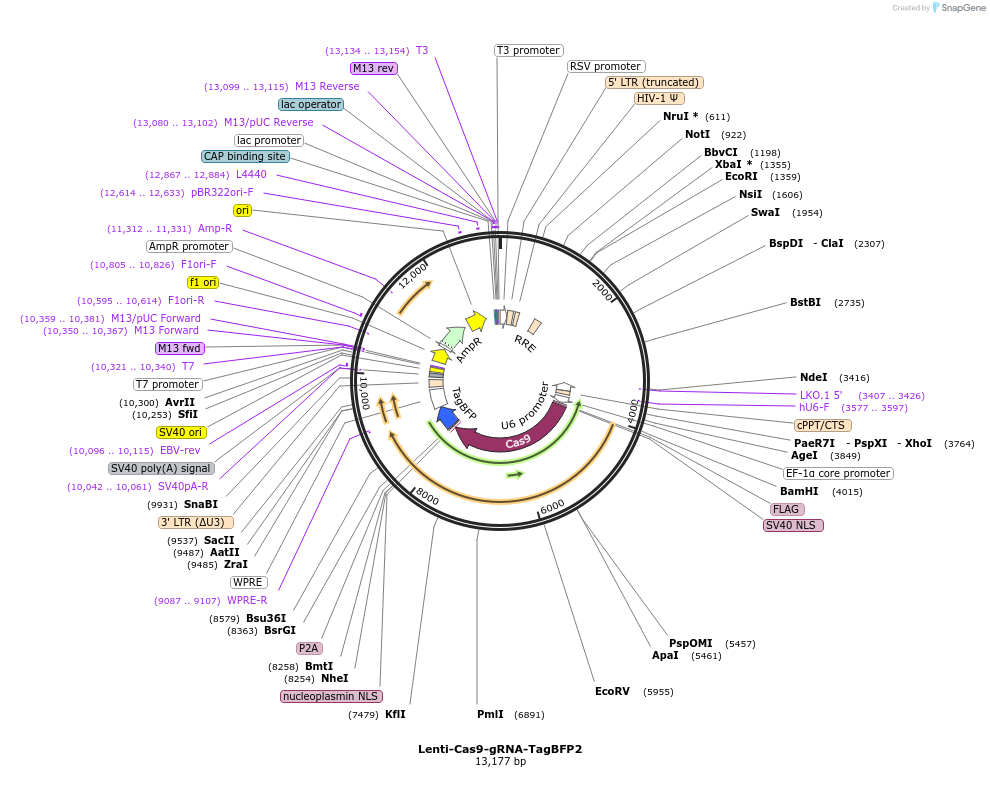 124774-plasmid-map-sequence-id-255735