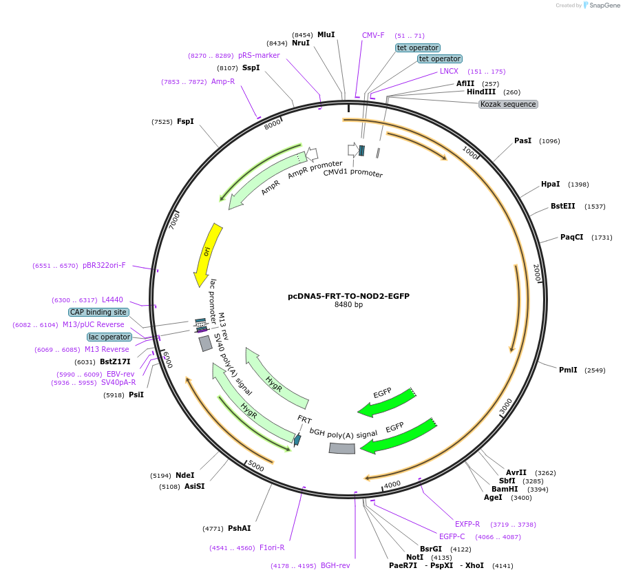 131207-plasmid-map-sequence-id-255795