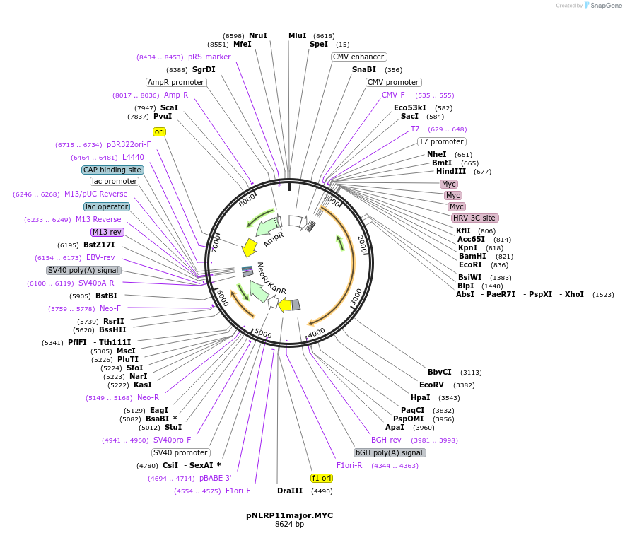 131196-plasmid-map-sequence-id-255807