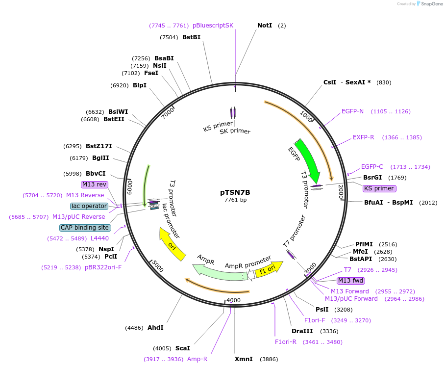 131320-plasmid-map-sequence-id-255818