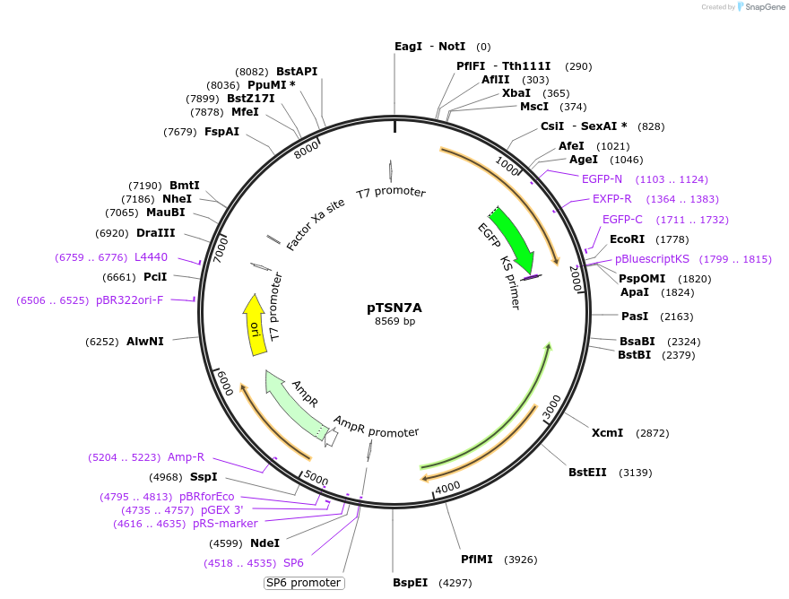 131319-plasmid-map-sequence-id-255822
