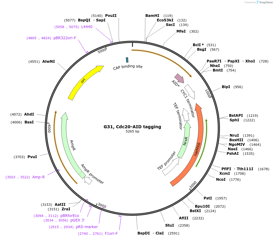 130269-plasmid-map-sequence-id-255827