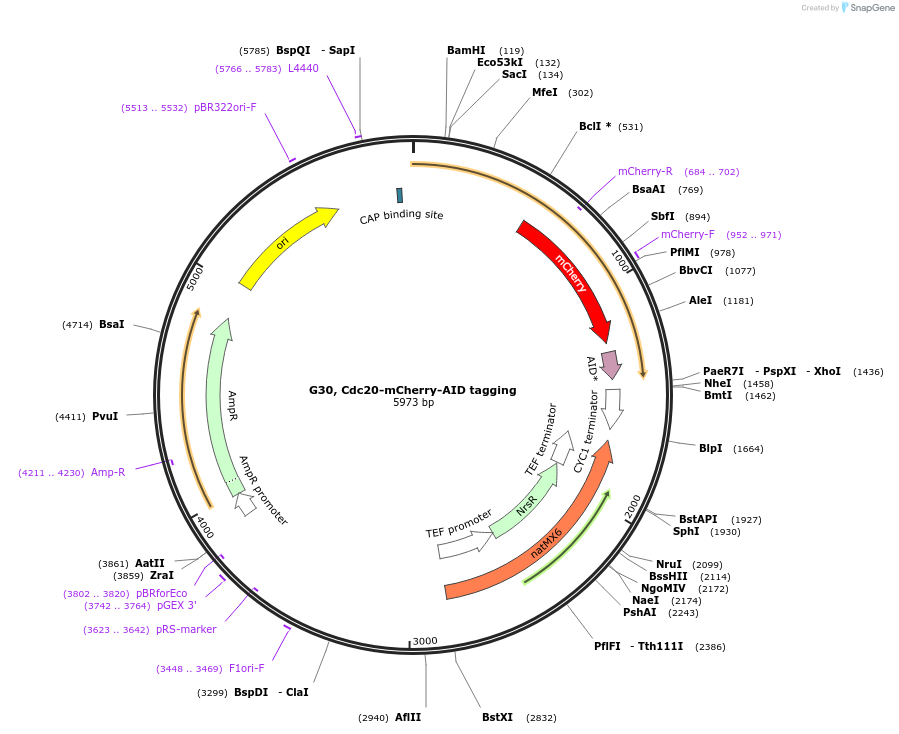 130270-plasmid-map-sequence-id-255828