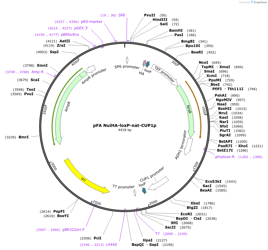 131170-plasmid-map-sequence-id-255831