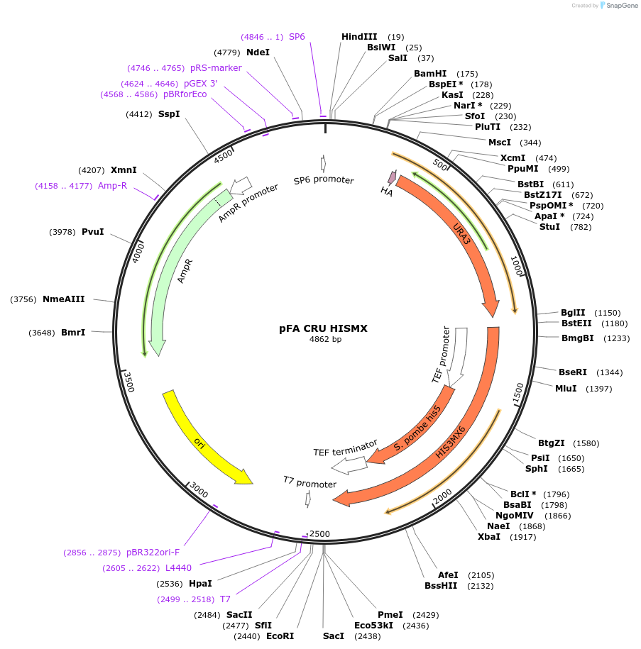 131164-plasmid-map-sequence-id-255832