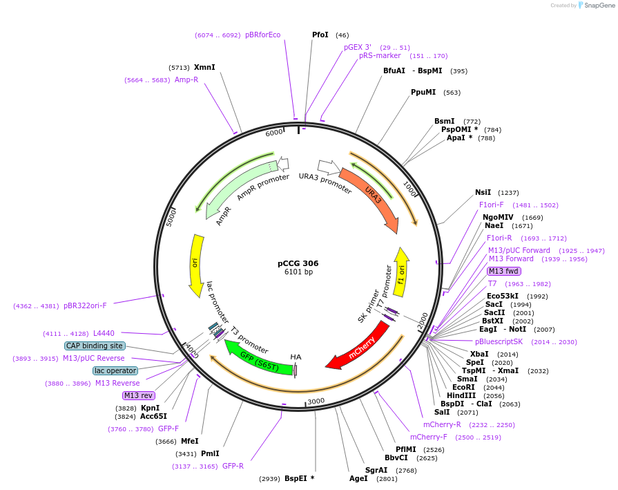 131167-plasmid-map-sequence-id-255833