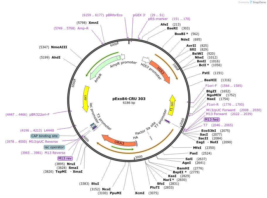 131165-plasmid-map-sequence-id-255834