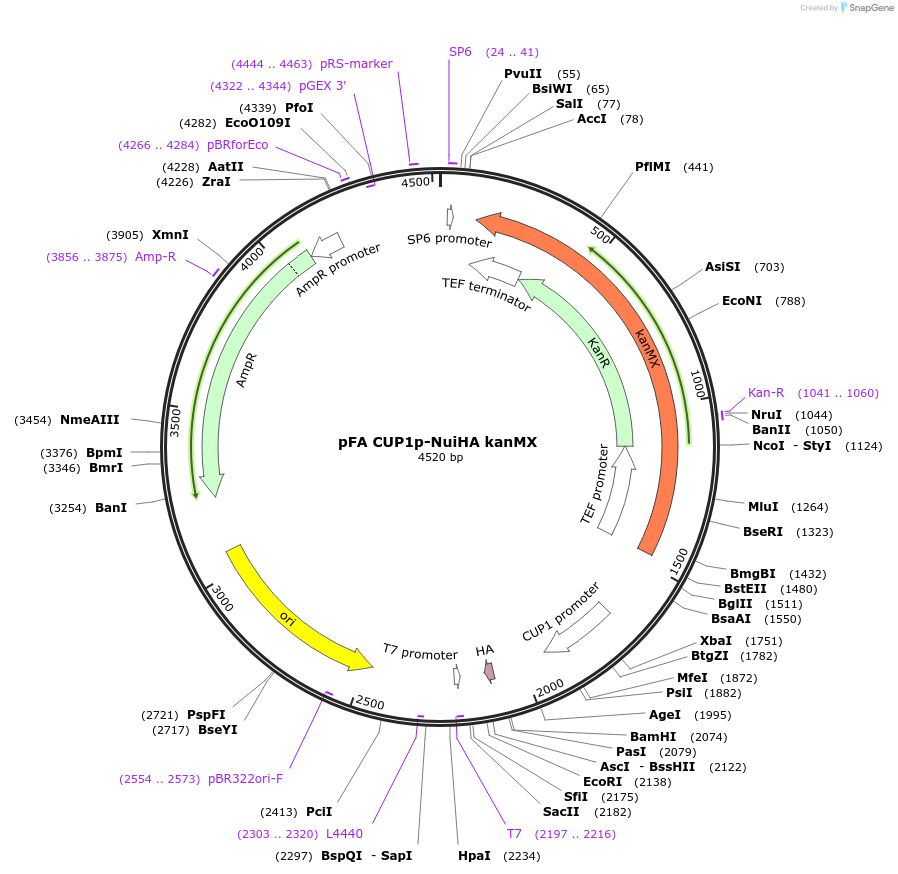 131169-plasmid-map-sequence-id-255835