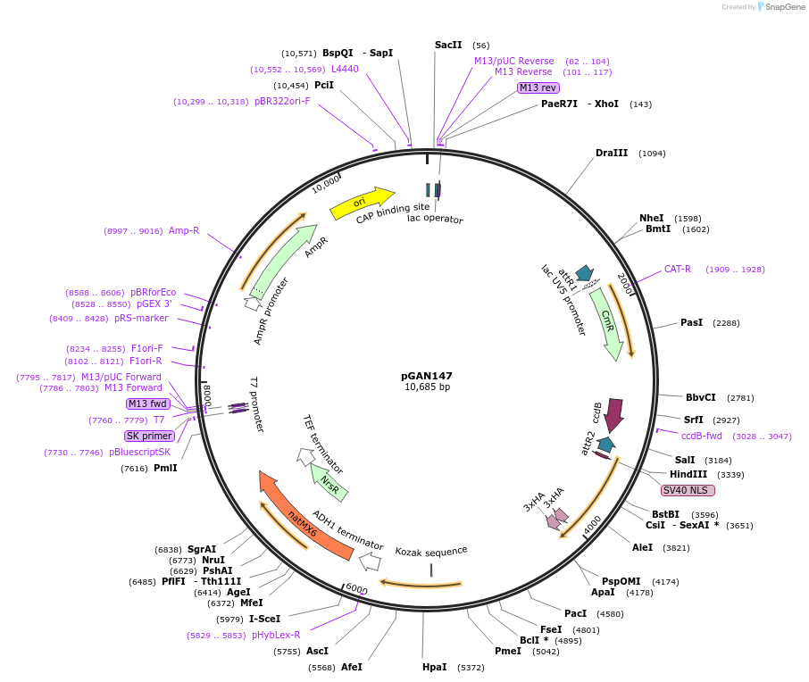 129202-plasmid-map-sequence-id-255858