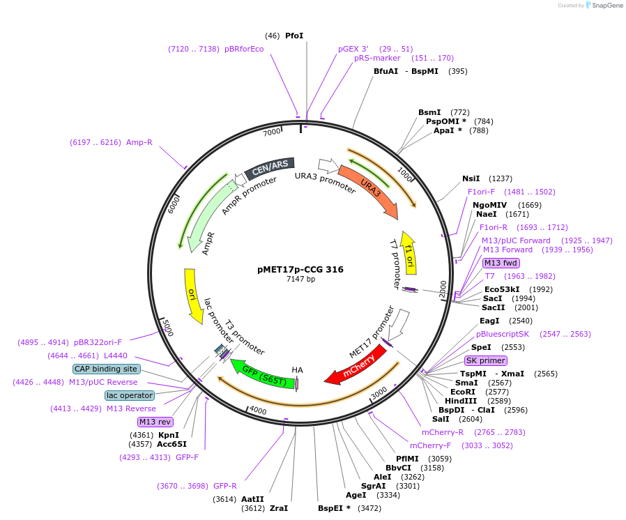 131166-plasmid-map-sequence-id-255869