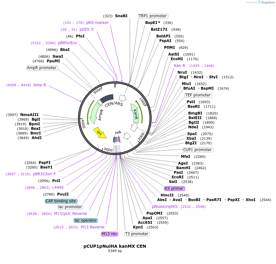 131168-plasmid-map-sequence-id-255871