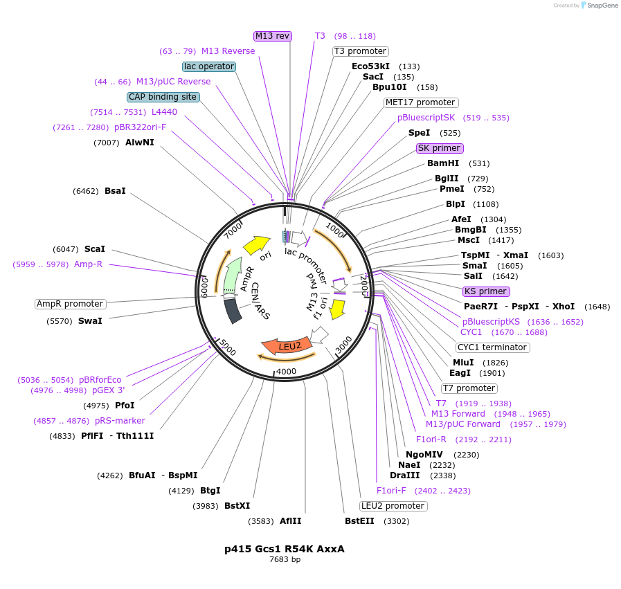 112649-plasmid-map-sequence-id-255873