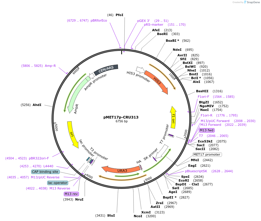 131163-plasmid-map-sequence-id-255876