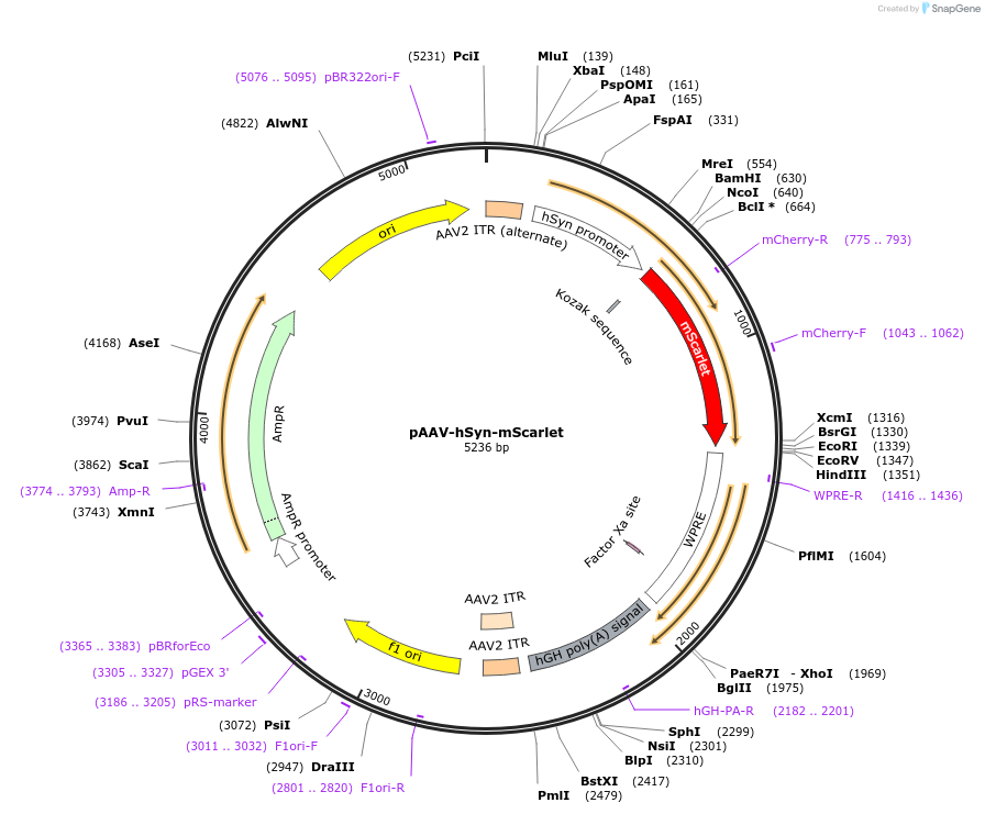 131001-plasmid-map-sequence-id-255879