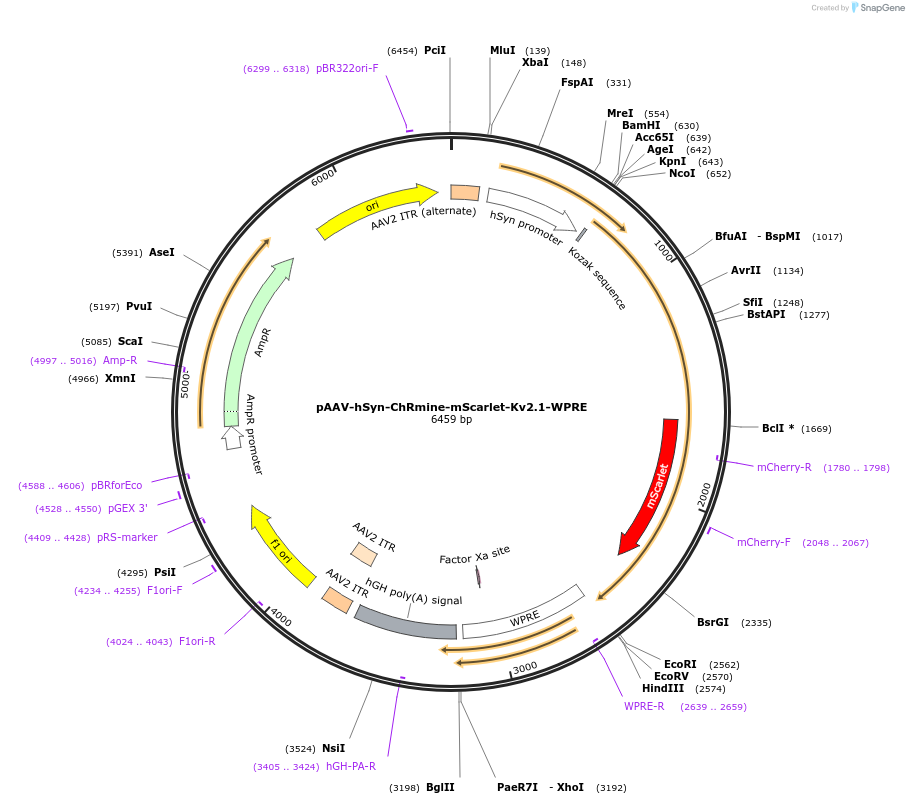 130995-plasmid-map-sequence-id-255880