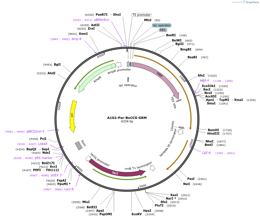 123289-plasmid-map-sequence-id-255882