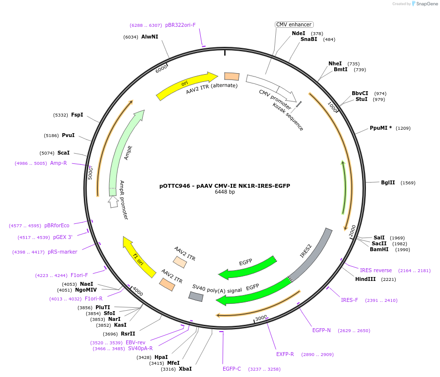 102935-plasmid-map-sequence-id-255888