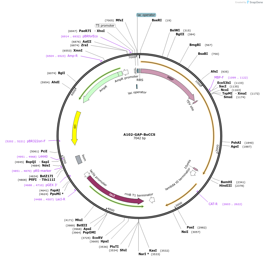 123287-plasmid-map-sequence-id-255892