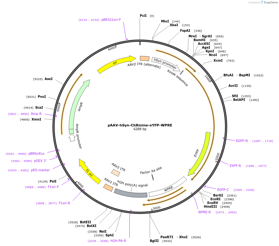 130992-plasmid-map-sequence-id-255896