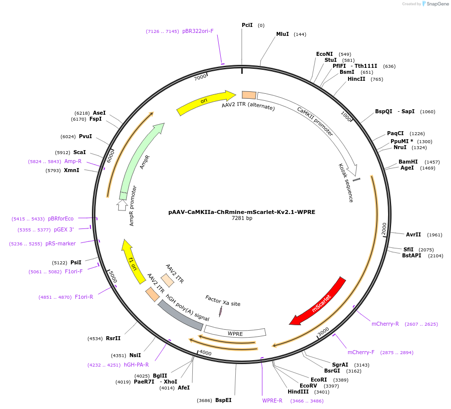 130991-plasmid-map-sequence-id-255900
