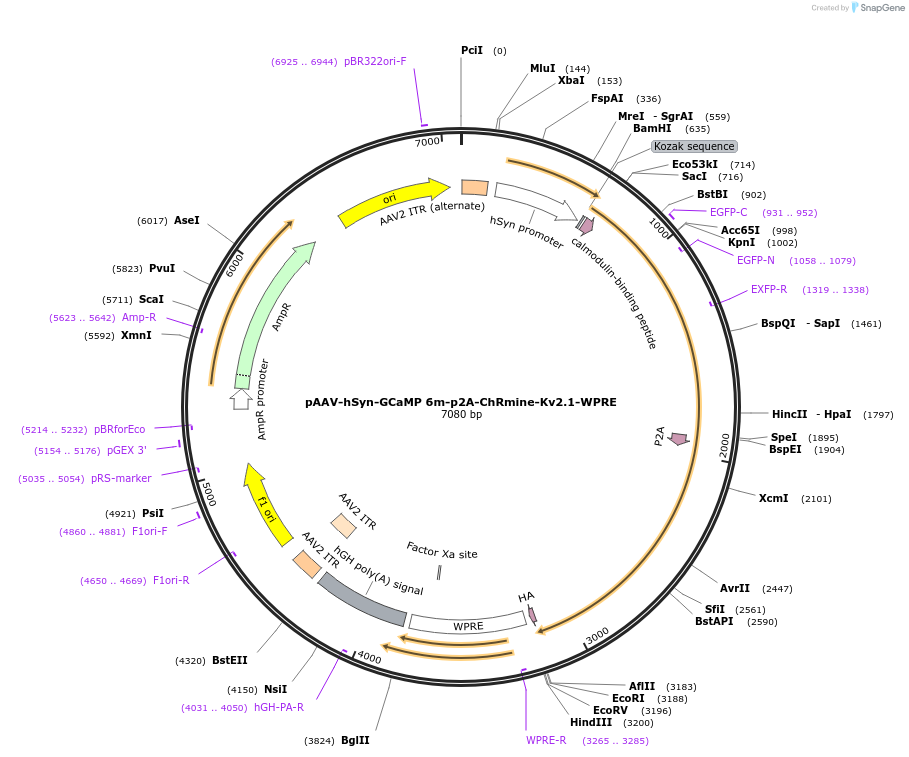 131004-plasmid-map-sequence-id-255902