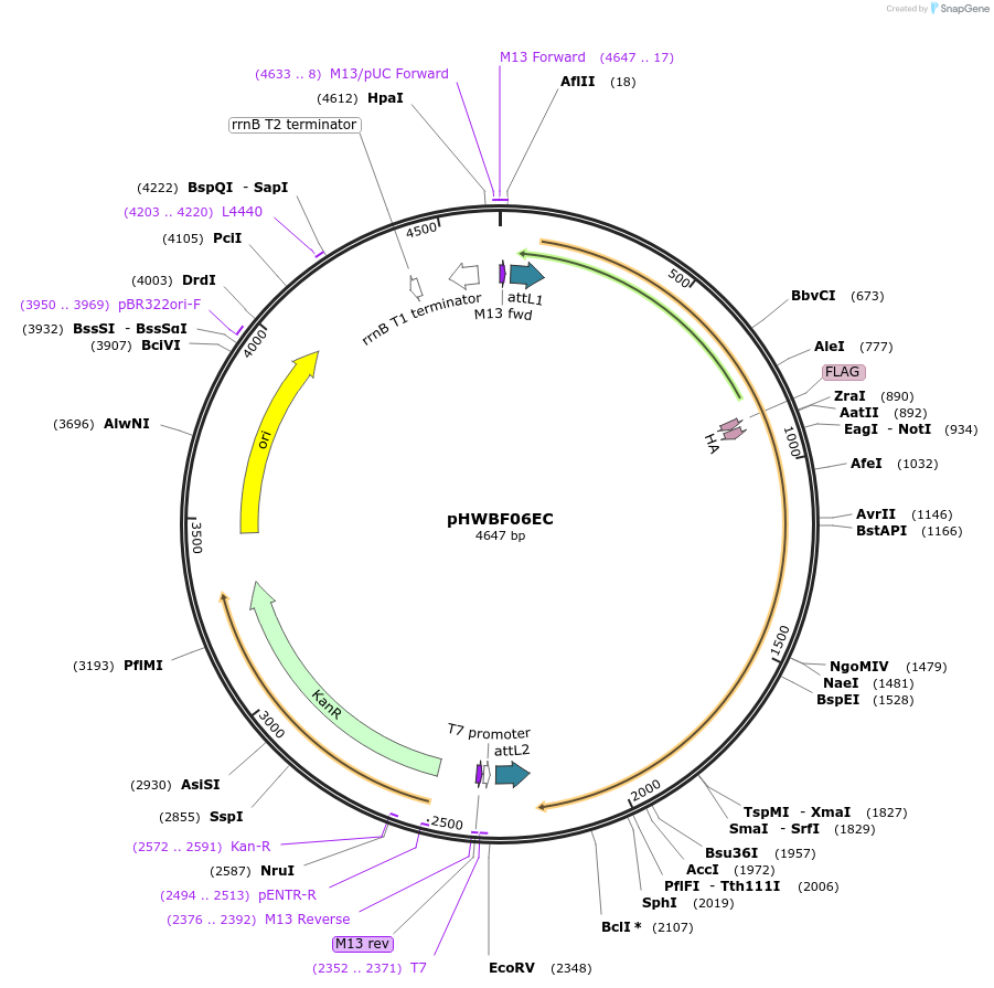 130827-plasmid-map-sequence-id-255903