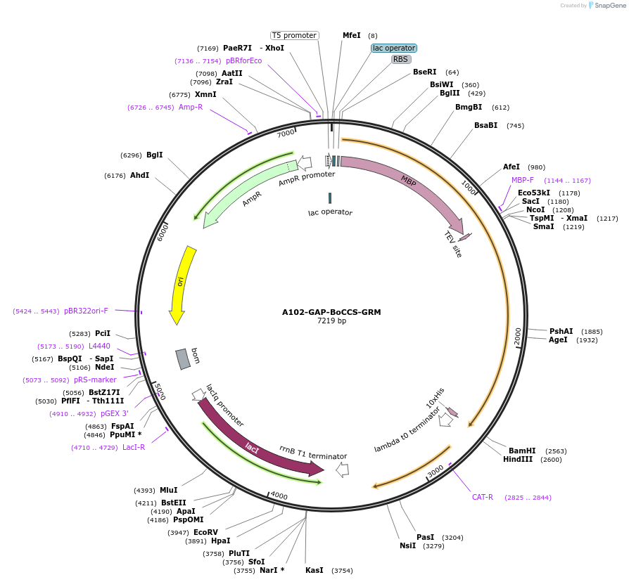 123286-plasmid-map-sequence-id-255904