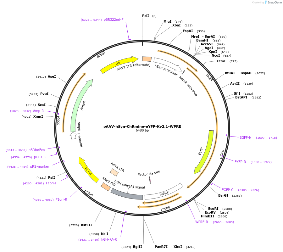 130993-plasmid-map-sequence-id-255906
