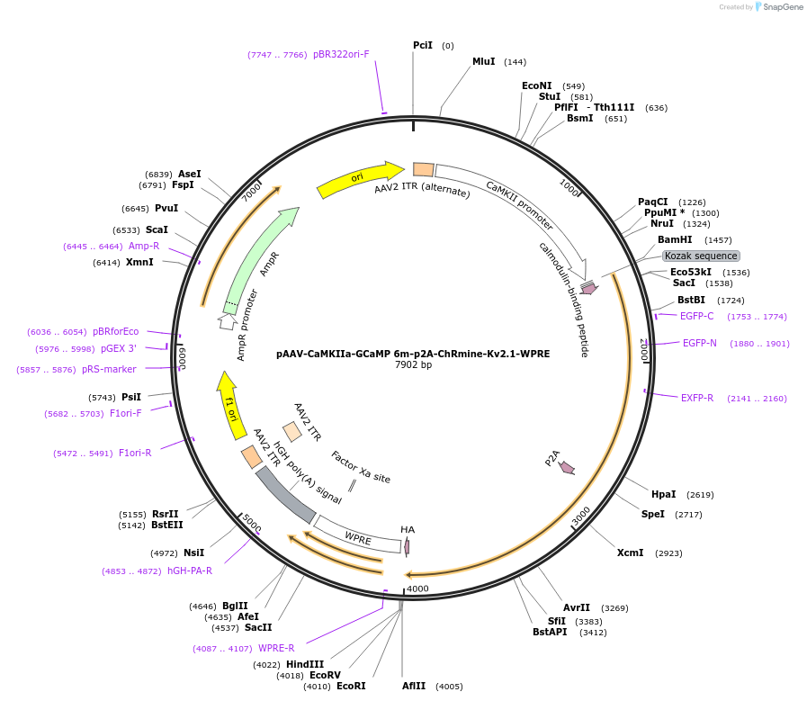 131003-plasmid-map-sequence-id-255909