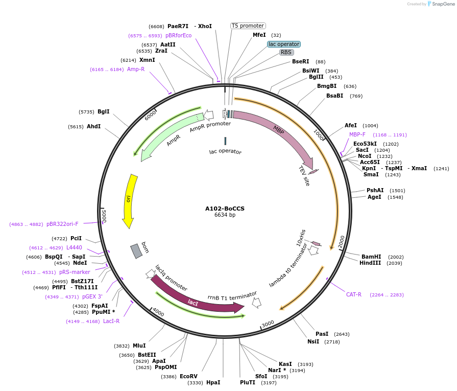 123290-plasmid-map-sequence-id-255911