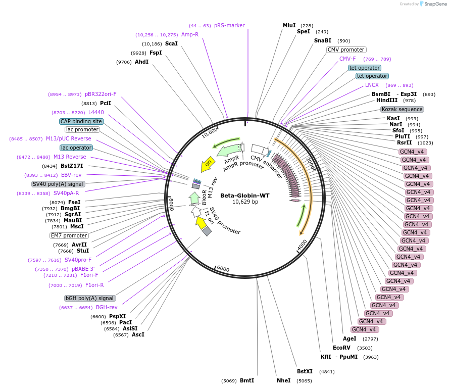 130700-plasmid-map-sequence-id-255921