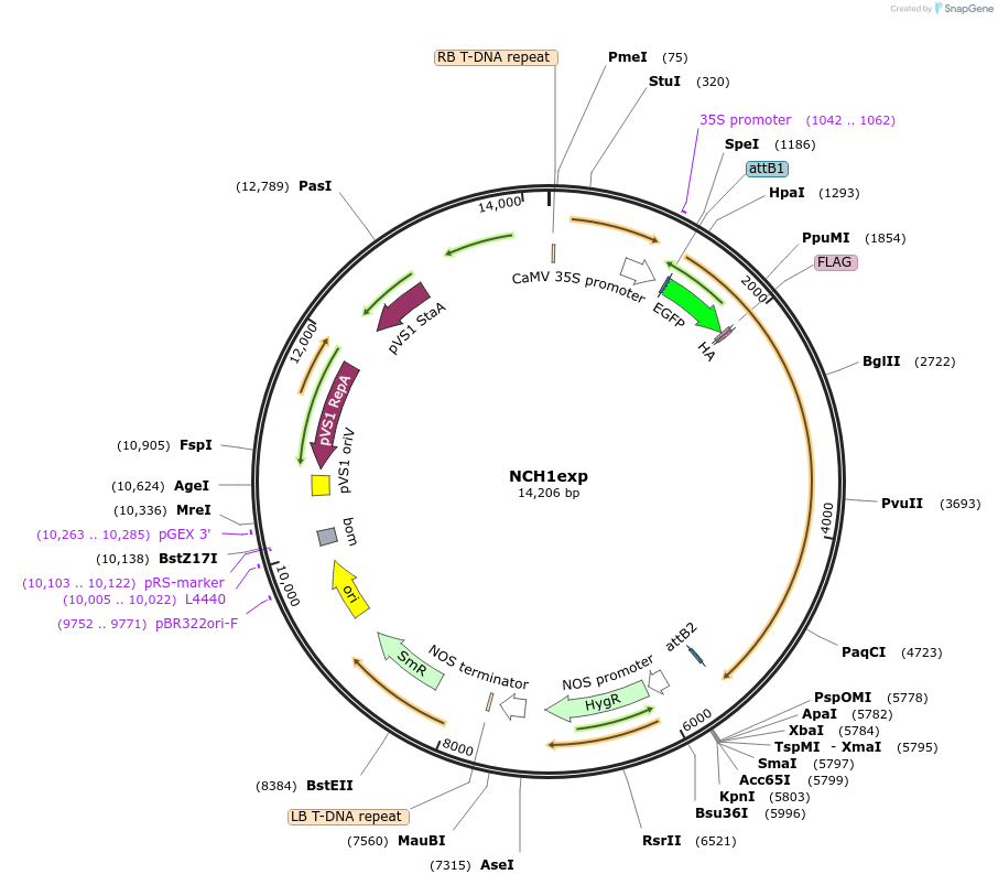 131017-plasmid-map-sequence-id-255922
