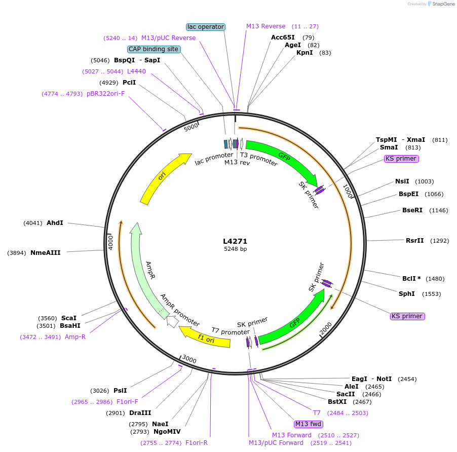1646-plasmid-map-sequence-id-256
