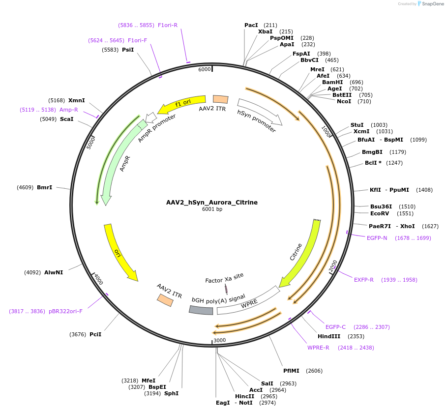 98217-plasmid-map-sequence-id-256049