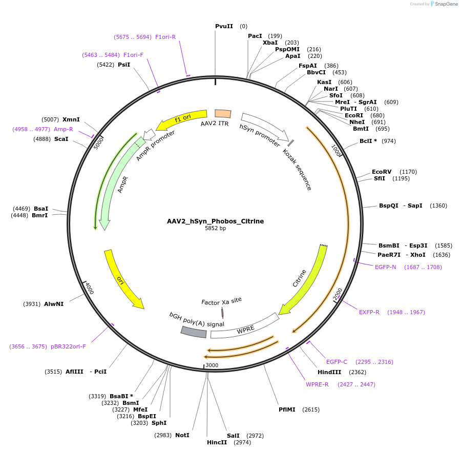 98216-plasmid-map-sequence-id-256050