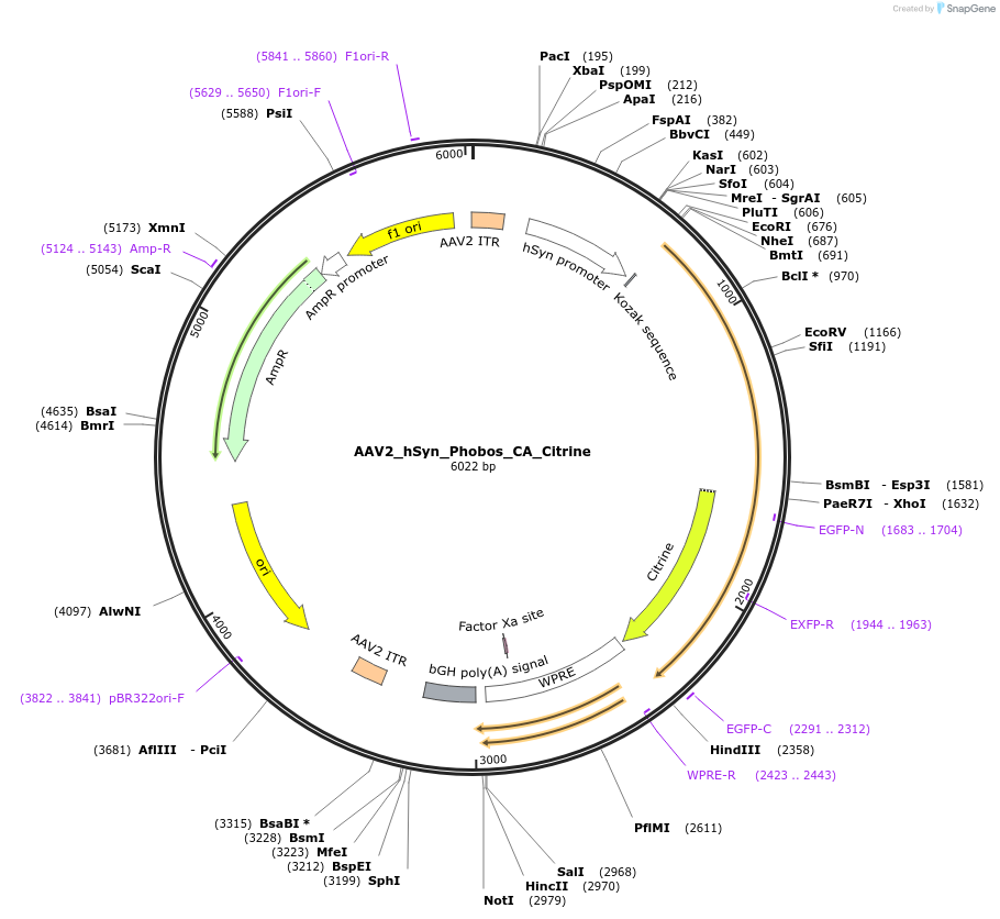 98218-plasmid-map-sequence-id-256051
