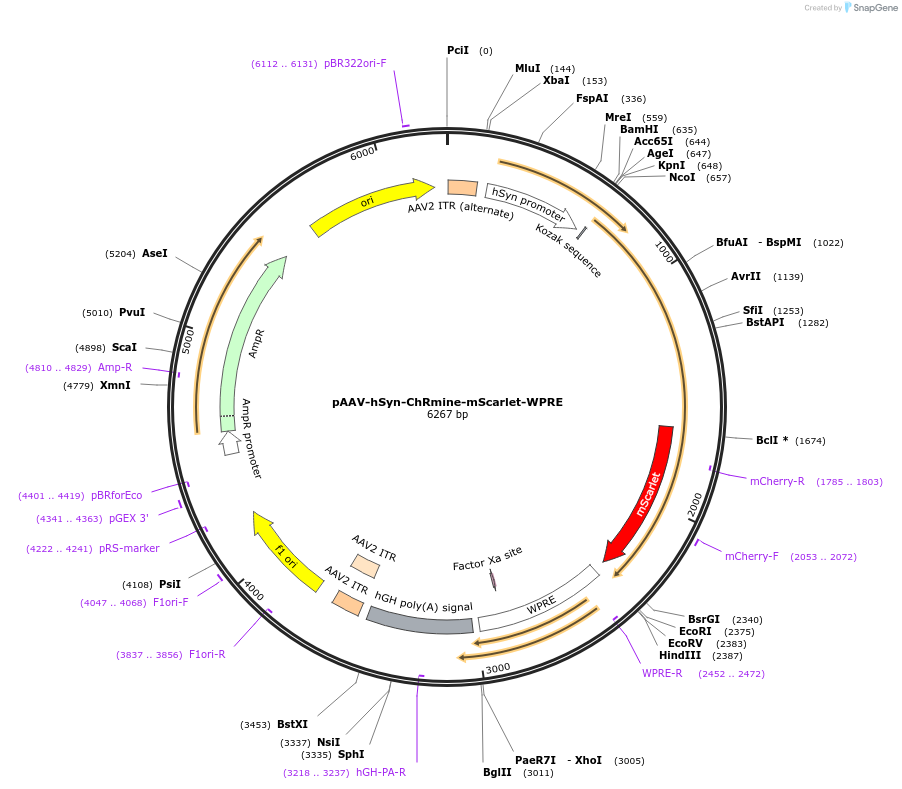 130994-plasmid-map-sequence-id-256058