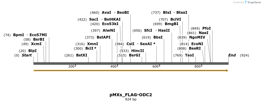 256062_map