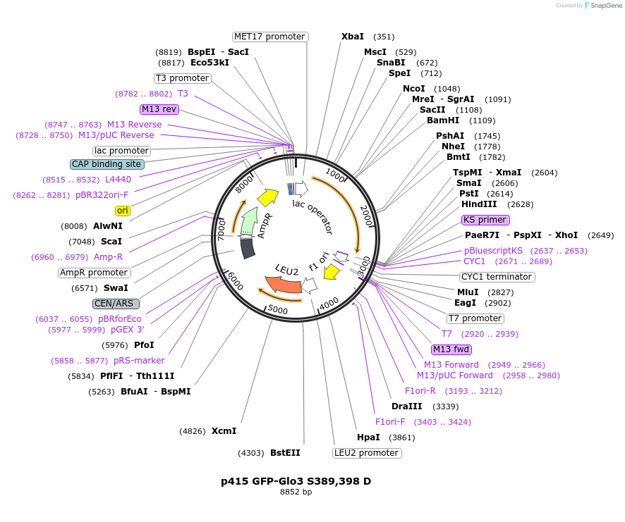 112661-plasmid-map-sequence-id-256064
